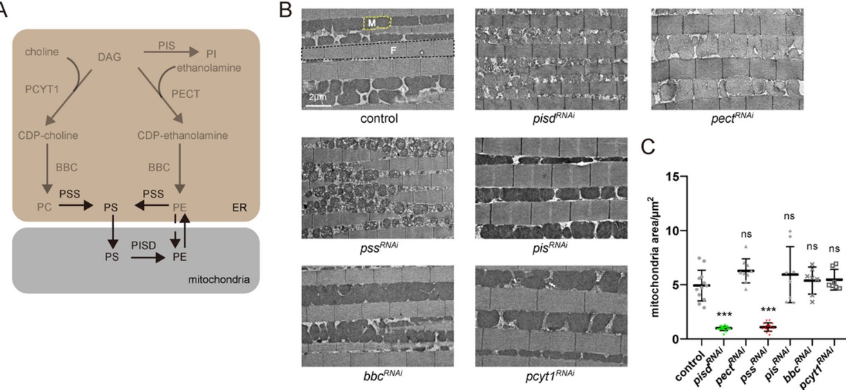 20241226-Plos Biology-王涛-图1. A，内质网和线粒体中常见磷脂合成代谢通路；B，C，敲低不同磷脂代谢酶对线粒体和果蝇运动能力的影响.png