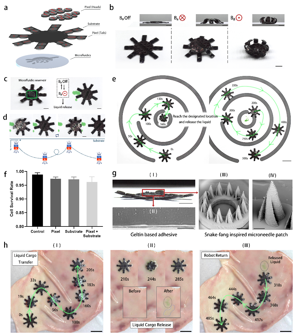 20240312-磁驱动液态药物递送机器人-科研配图-深圳国际研究生院.png