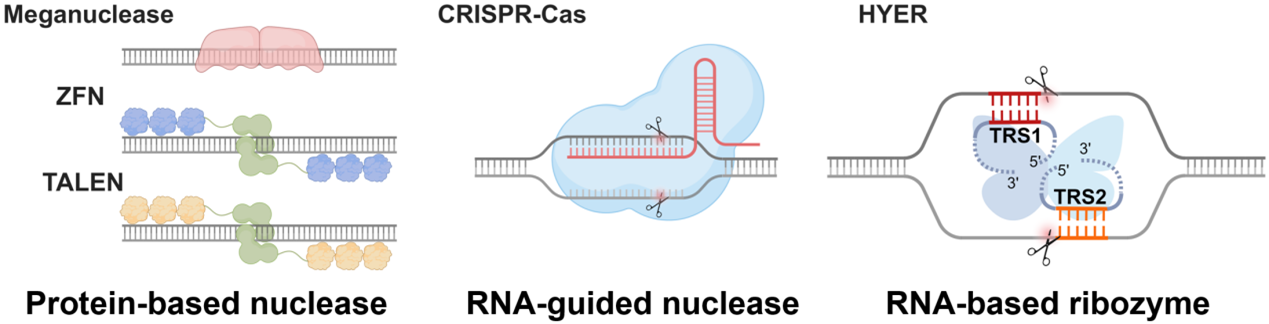 20240201-科研-图一-历代基因编辑工具.png