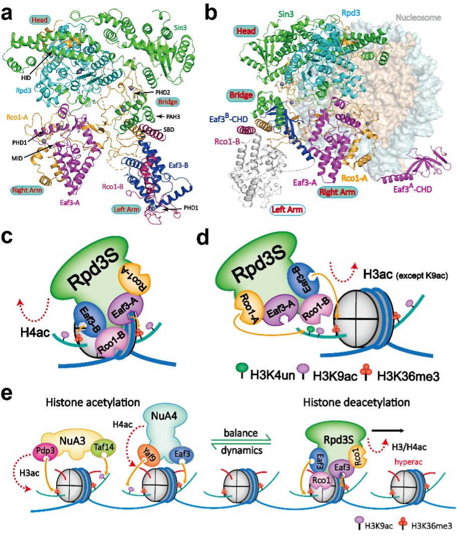 20230719-Rpd3S介导的染色质甲基化与乙酰化动态调控-李海涛-科研成果.png