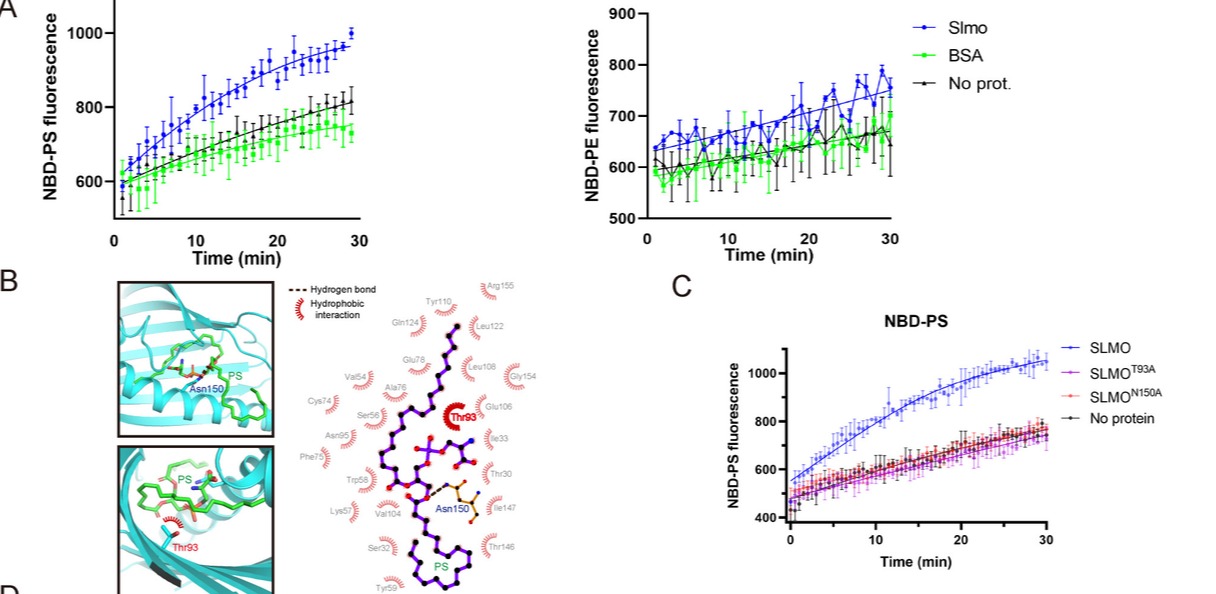 20241226-Plos Biology-王涛-图3. SLMO缺失可以抑制线粒体与内质网之间PSPE的交换SLMO具有体外转运PS的能力，T93和N150是结合PS的关键微位点.png